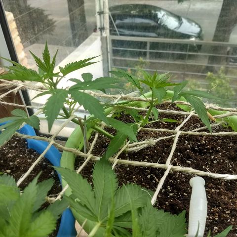 Verde growlog timeline photo