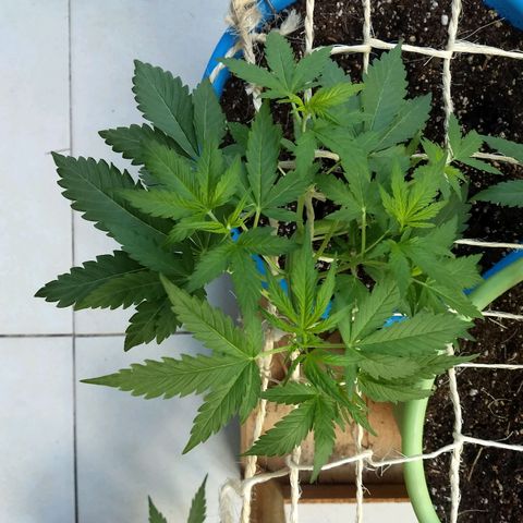 Azul growlog timeline photo