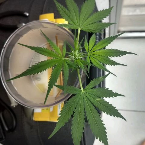 Azul growlog timeline photo