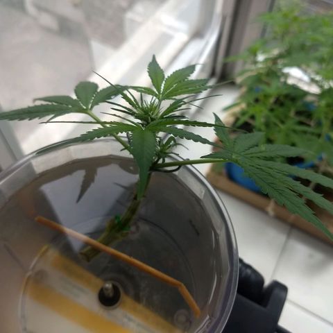 Azul growlog timeline photo