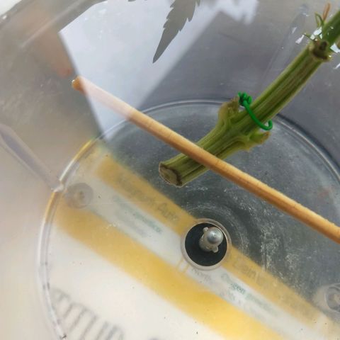Azul growlog timeline photo