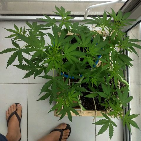 Azul growlog timeline photo