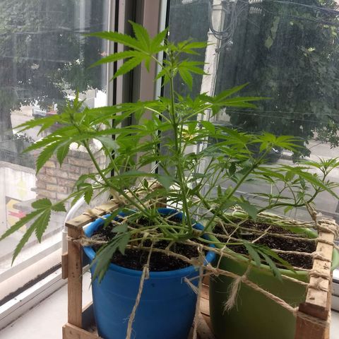 Azul growlog timeline photo