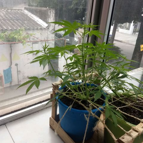 Azul growlog timeline photo