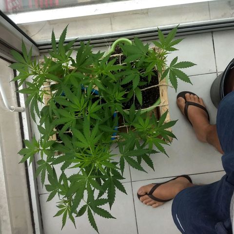 Azul growlog timeline photo