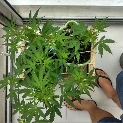 Verde growlog timeline photo