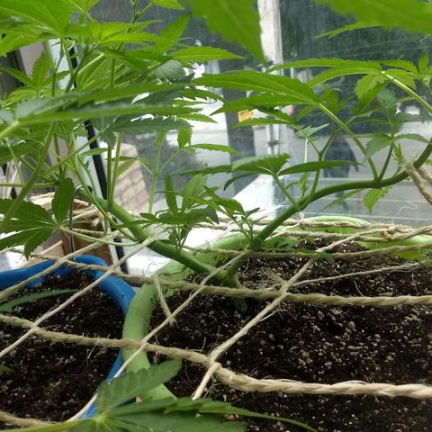 Verde growlog timeline photo