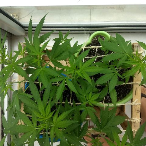 Verde growlog timeline photo