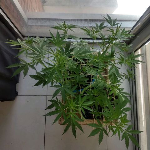 Azul growlog timeline photo
