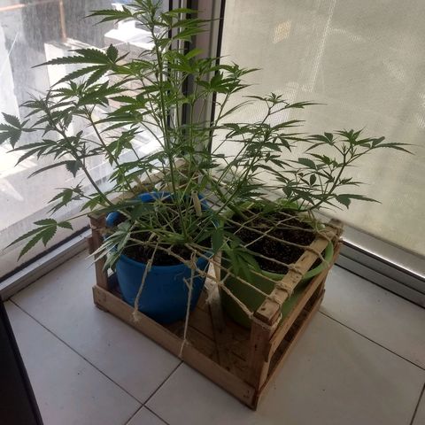 Azul growlog timeline photo