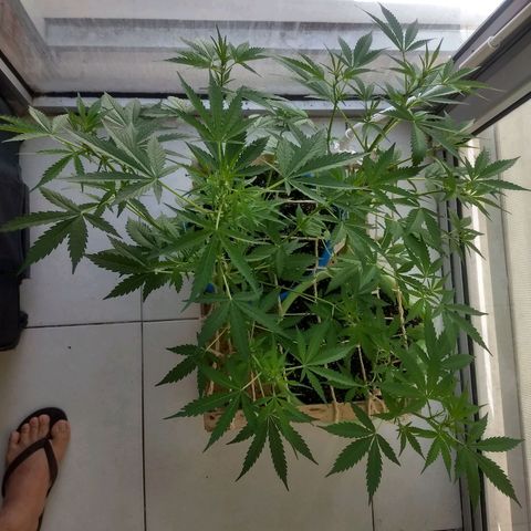 Verde growlog timeline photo