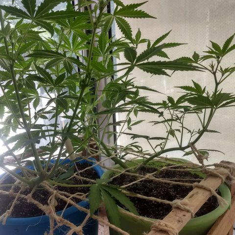 Verde growlog timeline photo