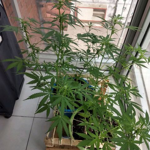 Azul growlog timeline photo