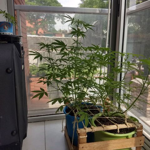Azul growlog timeline photo