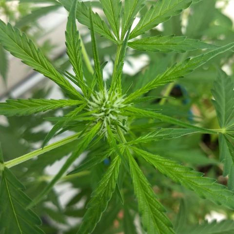 Azul growlog timeline photo