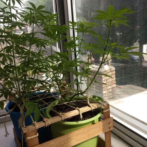 Verde growlog timeline photo