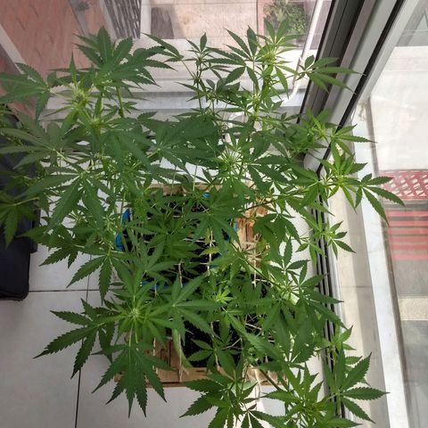 Verde growlog timeline photo