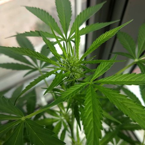 Verde growlog timeline photo