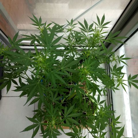 Azul growlog timeline photo