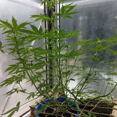 Azul growlog timeline photo