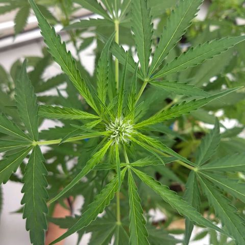 Azul growlog timeline photo