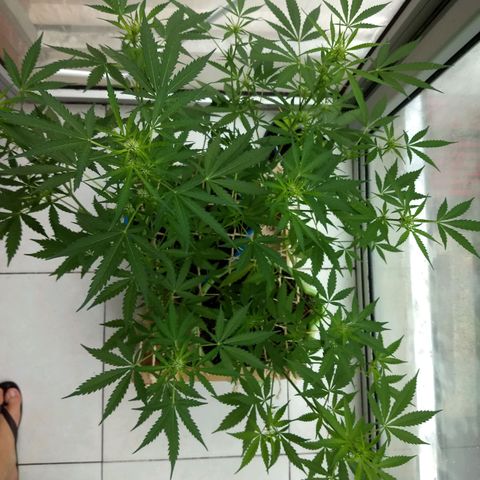 Verde growlog timeline photo