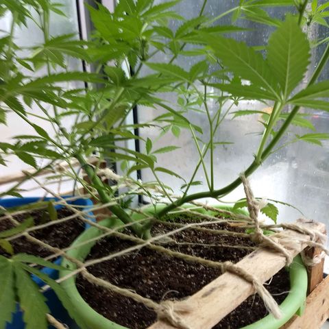 Verde growlog timeline photo