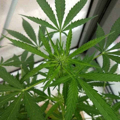 Verde growlog timeline photo
