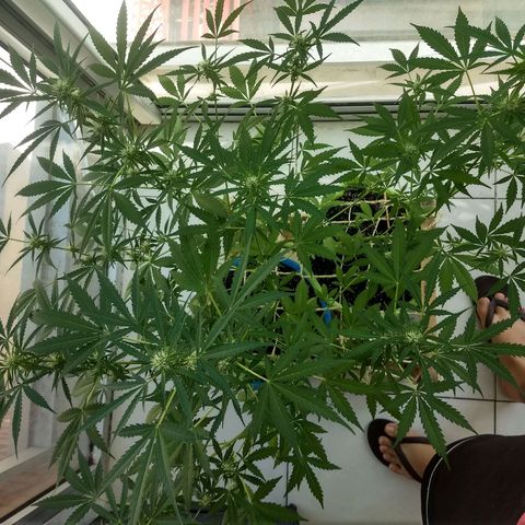 Verde growlog timeline photo