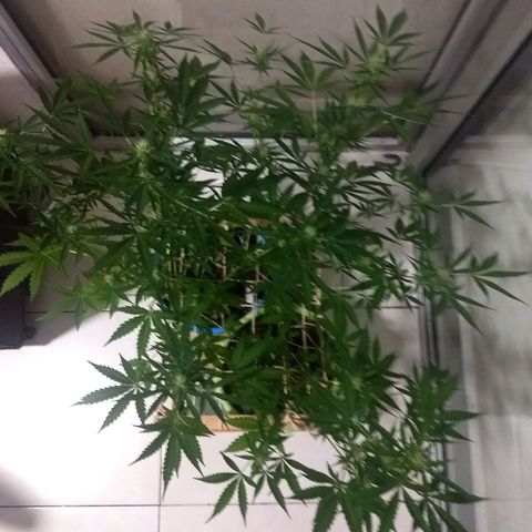 Azul growlog timeline photo