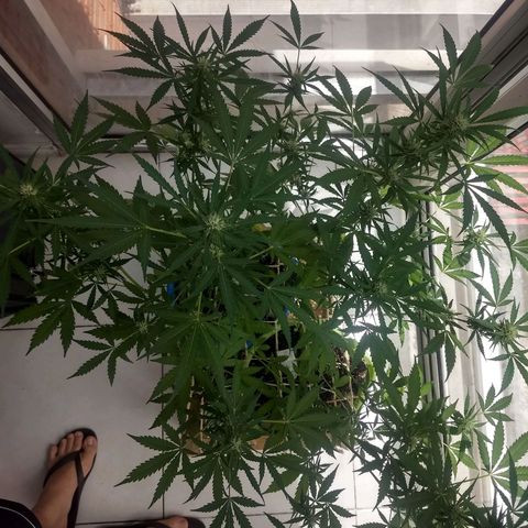 Azul growlog timeline photo