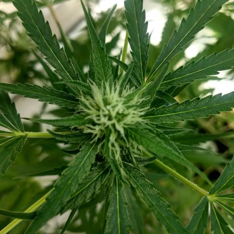 Azul growlog timeline photo