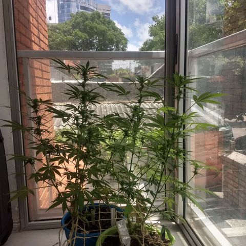 Azul growlog timeline photo