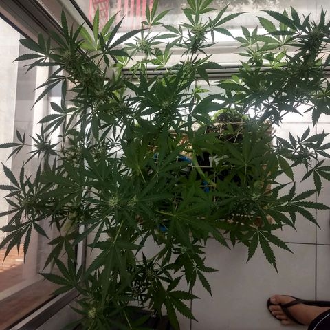 Verde growlog timeline photo