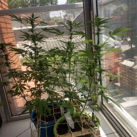 Verde growlog timeline photo