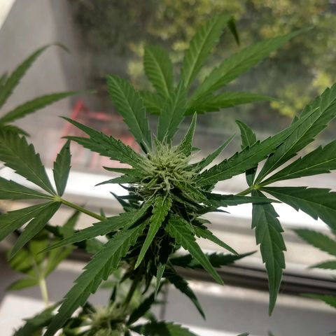 Verde growlog timeline photo
