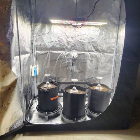 Runtz growlog timeline photo