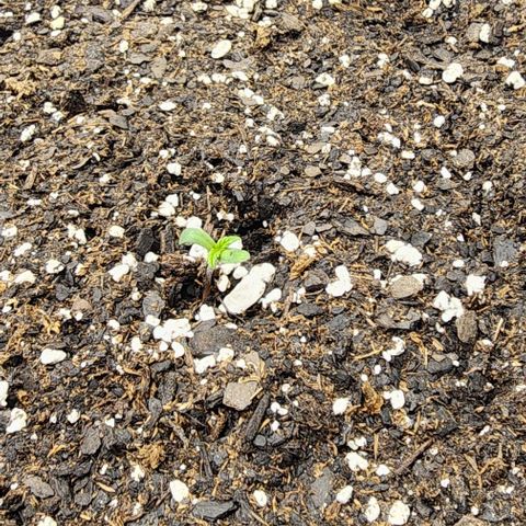 Runtz growlog timeline photo