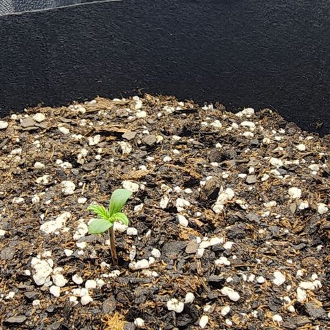 Runtz growlog timeline photo