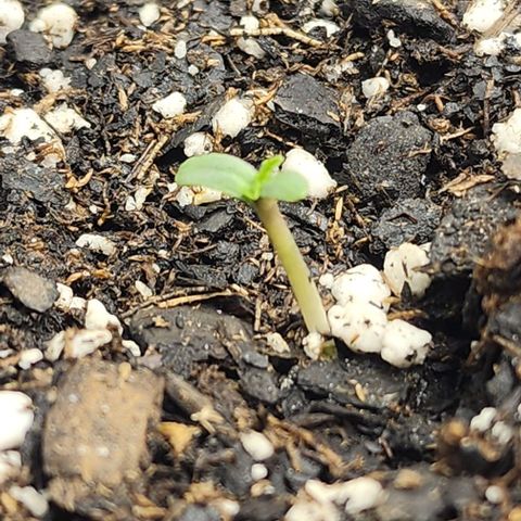 Runtz growlog timeline photo
