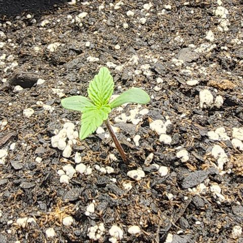 Runtz growlog timeline photo