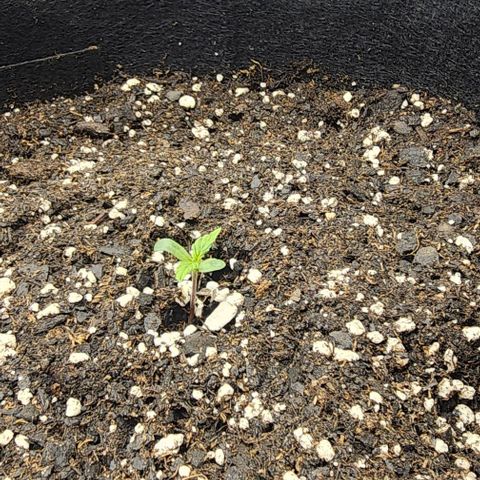 Runtz growlog timeline photo
