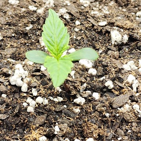 Runtz growlog timeline photo