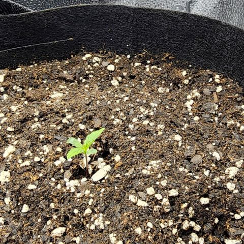 Runtz growlog timeline photo