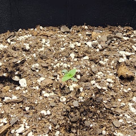 Runtz growlog timeline photo