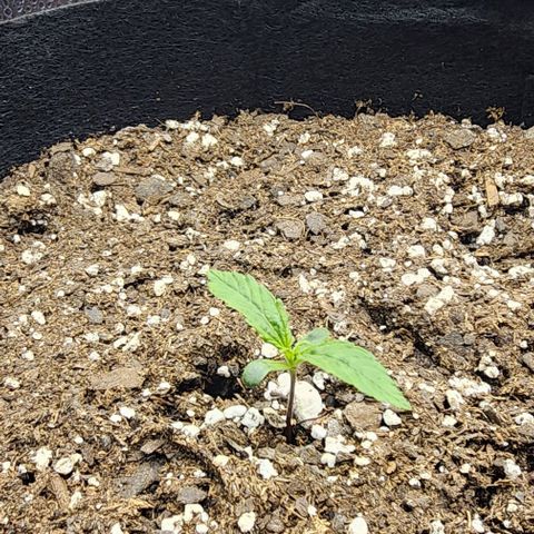 Runtz growlog timeline photo