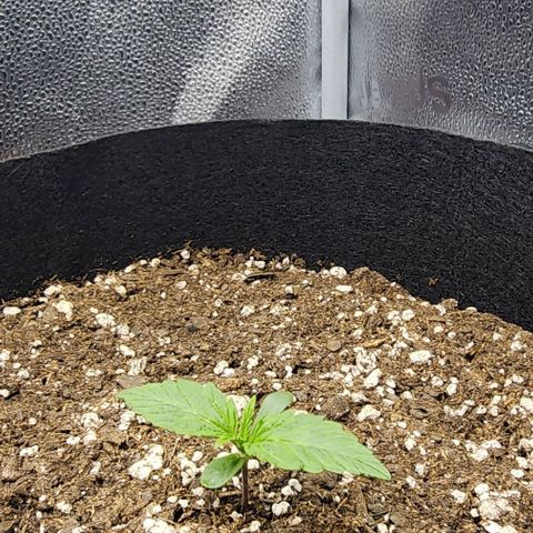 Runtz growlog timeline photo