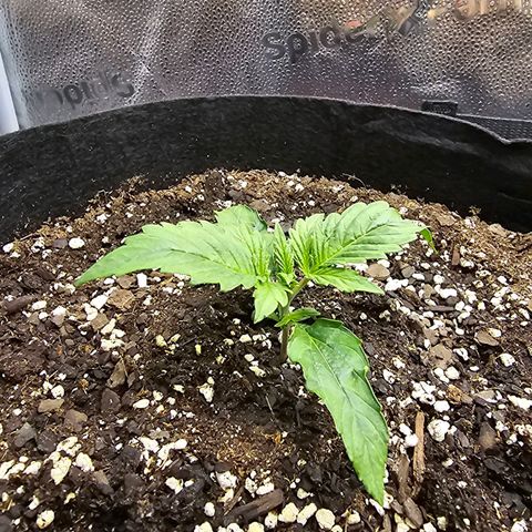 Runtz growlog timeline photo