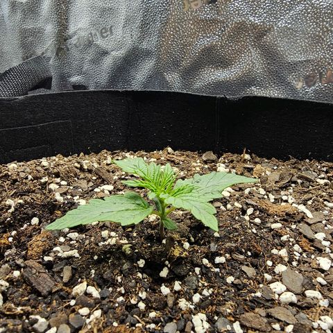 Runtz growlog timeline photo