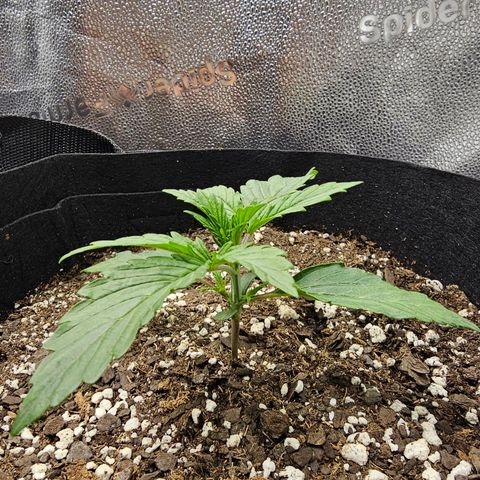 Runtz growlog timeline photo